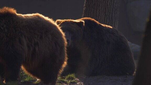 堪察加棕熊(UrsusArctosBeringianus)在阳光下休息的树懒特写