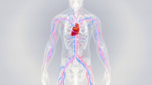 人的心脏有血管