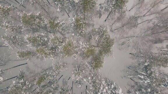 松树林上覆盖着新鲜的雪