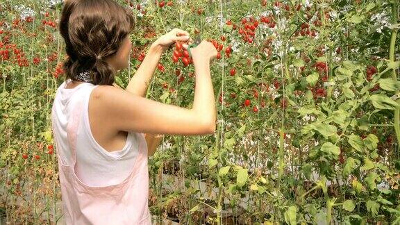 亚洲女农民在番茄农场使用药片
