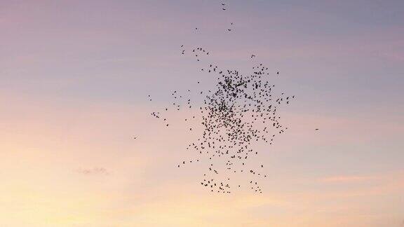 一群鸟儿在天空中飞翔
