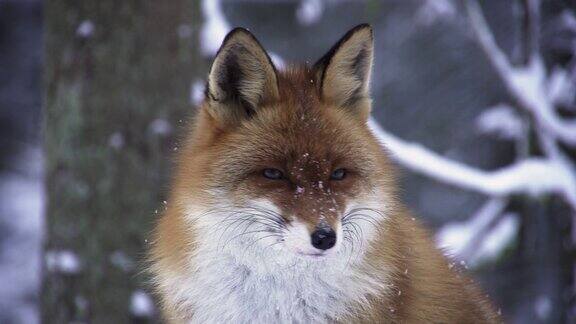 冬天的狐狸肖像狐狸环顾四周
