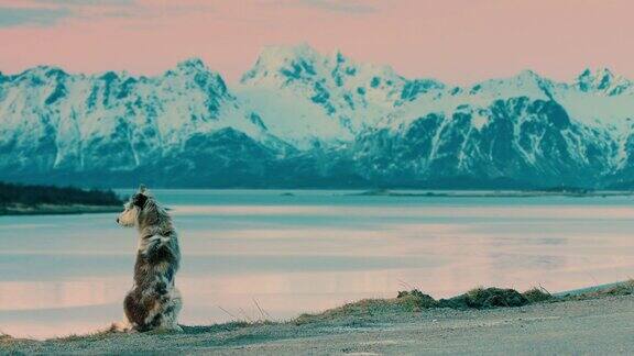 挪威罗浮敦群岛上的一只狼狗