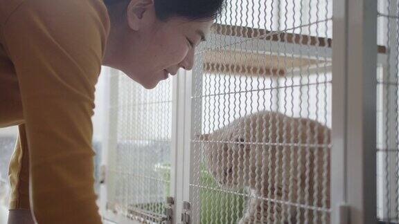 一个亚洲女人透过动物收容所的笼子看和摸一只可爱的猫