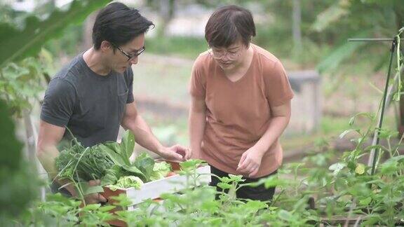 可持续的生活方式亚洲华人中年男子在后院的菜园向他的伴侣展示收获的本地农产品