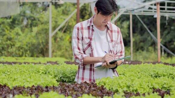 一个年轻人正在检查有机水培蔬菜农场的质量一个年轻人正在检查有机水培蔬菜农场的质量园艺