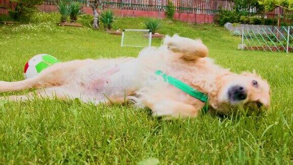 金毛猎犬在草地上滚动抓挠的慢动作