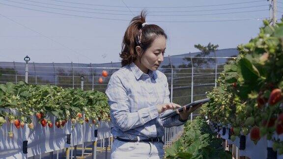 女农民使用移动设备检查农场植物的状况