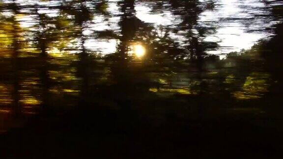 森林和树木透过车窗