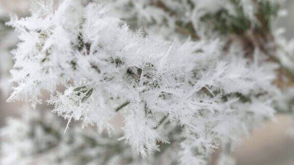 云杉树枝上结霜雪花近了