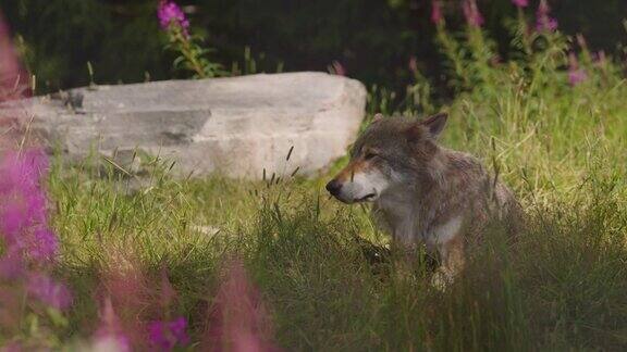 森林里成年的雄性大灰狼在草丛的阴影中休息