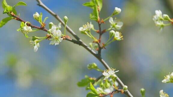 花园里开花的果树在一个阳光明媚的春日樱花盛开盛开的背景缓慢的运动