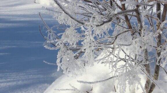 被冰晶覆盖的树枝特写冰冻的树枝和雪花冬天的背景
