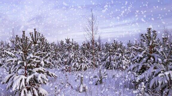 冬松林与飘落的雪Cinemagraph降雪