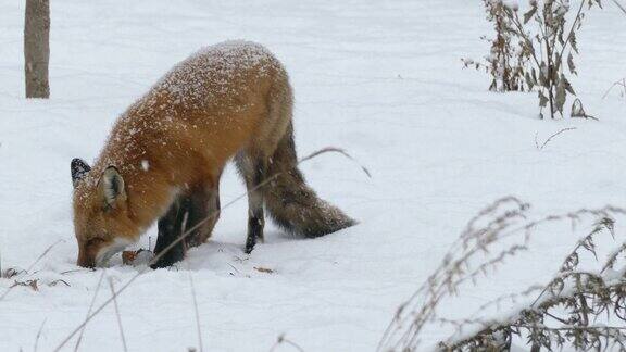 在加拿大的自然公园里狐狸在雪地里调查着什么