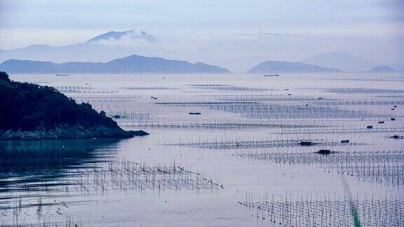 延时拍摄:中国福建霞浦的海藻养殖