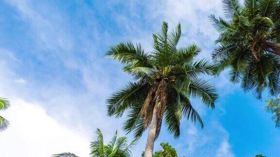 低角度的棕榈树对蓝天时间流逝视频