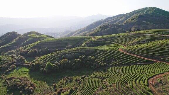 山顶上一个郁郁葱葱的茶园