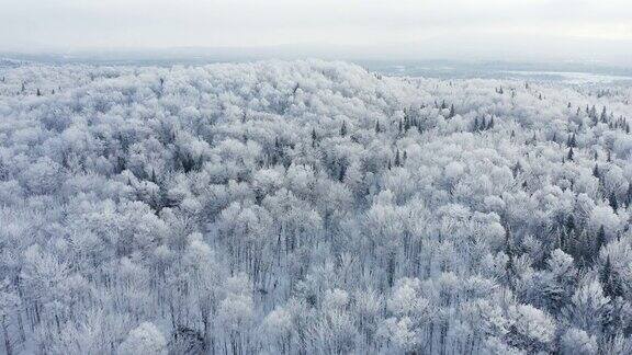 暴风雪后冬季北方自然森林的4K航拍视频魁北克加拿大