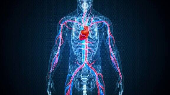 人的心脏有血管