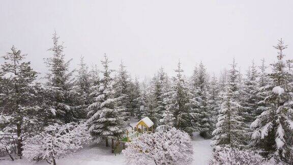 冬天喀尔巴阡的风景圣诞树在雪地里