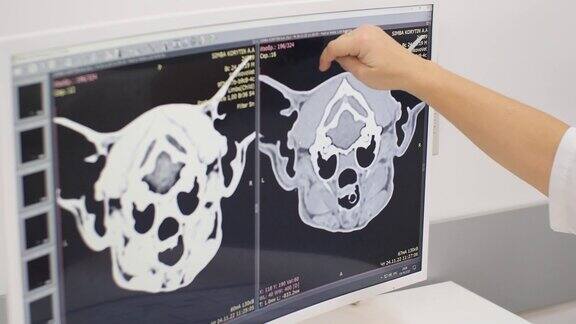 特写镜头一种计算机上面有动物的磁共振成像图医生的手在显示器上显示病理的位置