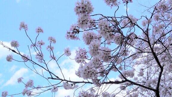 樱花映衬着湛蓝的天空