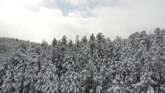 树上满是冬雪