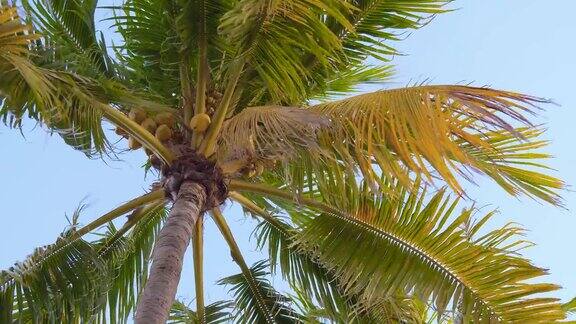 在多风的天气椰子树和椰子