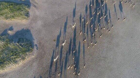 4K垂直鸟瞰图一大群迁徙的斑马和角马正在穿越广阔的博茨瓦纳Makgadikgadipans