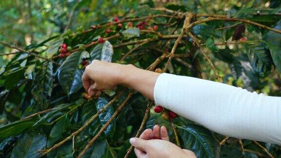 咖啡农轻轻地从他农场的咖啡树上采摘成熟的咖啡樱桃