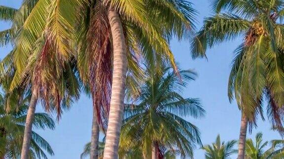 一棵棕榈树在蓝天下的细节镜头