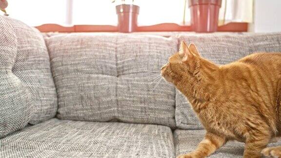 SLOMO橙色虎斑猫试图抓住玩具所以它跳出了沙发