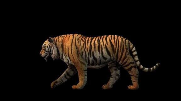 一只老虎在黑色背景上行走alpha通道包括在视频结束时3D动画侧视图动画动物无缝循环动画