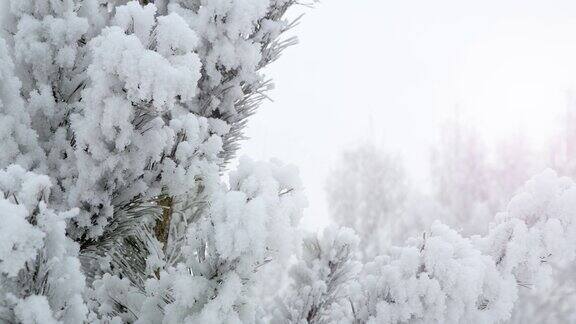 雪过后松枝上结满了霜