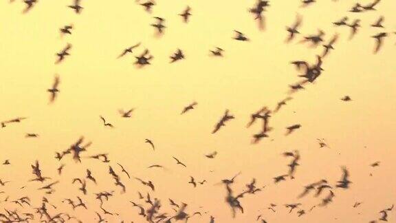 一群鸟儿在黄色的天空上飞翔