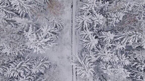 冬季的步道和雪林的俯视图