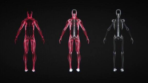 人体骨骼和肌肉x光片(高清)