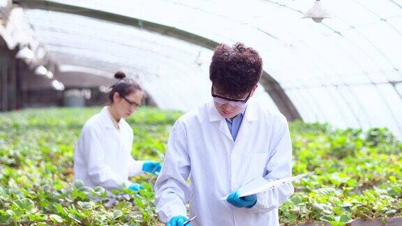 亚洲农业技术人员在温室里工作
