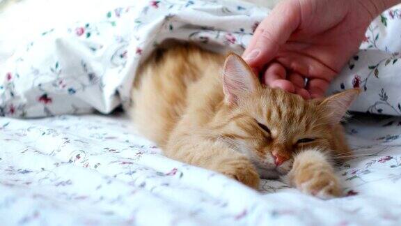 可爱的姜黄色的猫躺在床上男人抚摸毛茸茸的宠物它会呜呜叫