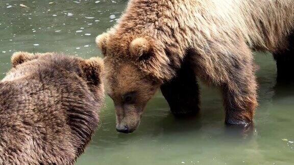 水里的熊打架棕熊堪察加半岛棕熊