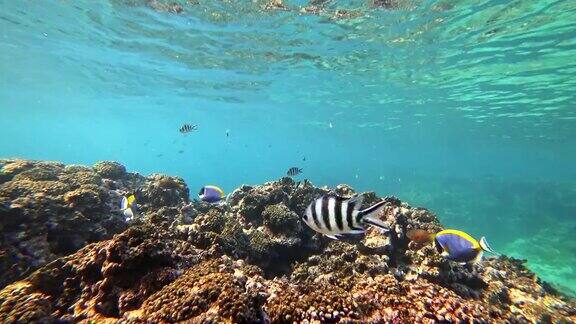 塞舌尔拉迪格岛的POV浮潜