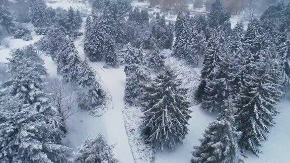 公园里一大片白雪覆盖的冷杉的鸟瞰图4kUHD