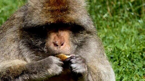 巴巴里猕猴公猴吃