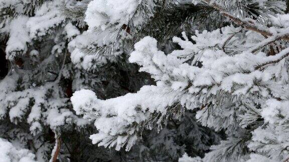 美丽的冬天景色与白雪覆盖的树木