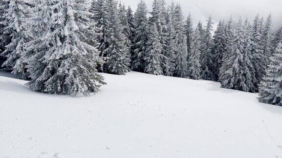 大雪过后山上的冷杉林被白雪覆盖