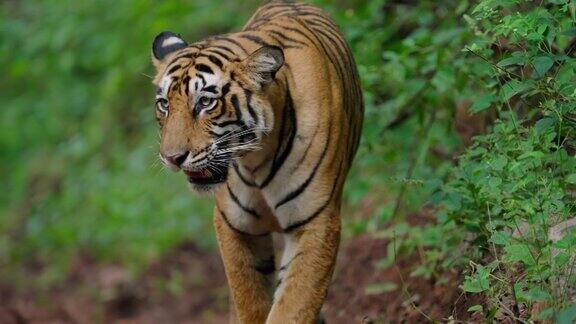 一只年轻的母老虎漫步着用慢动作标记着她的领地