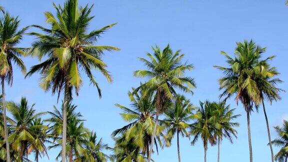 蓝天上的椰子树