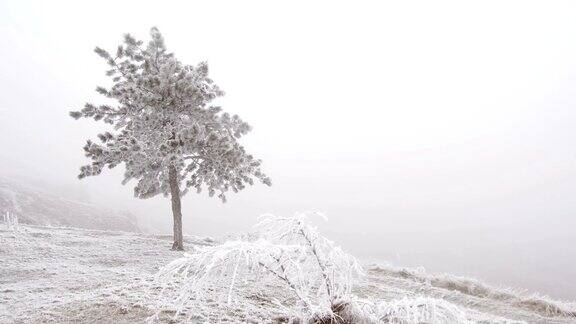 雪地上的树木顶着天空