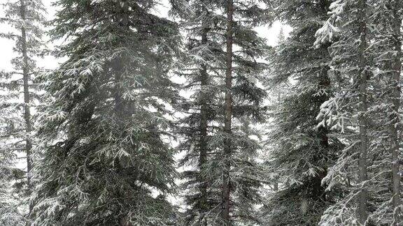 冬天松林上的雪